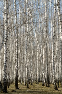 Huş ağacı orman bahar yaprakları olmadan