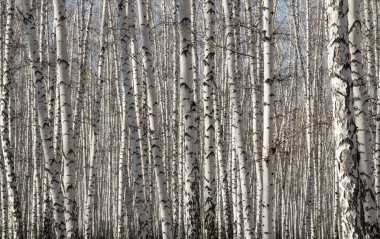 Huş ağacı orman bahar yaprakları olmadan