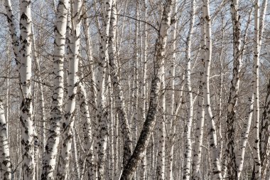 Huş ağacı orman bahar yaprakları olmadan