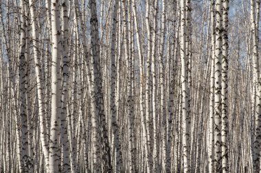 Huş ağacı orman bahar yaprakları olmadan