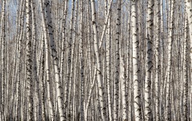 Huş ağacı orman bahar yaprakları olmadan