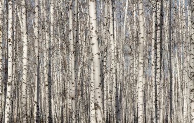 Huş ağacı orman bahar yaprakları olmadan