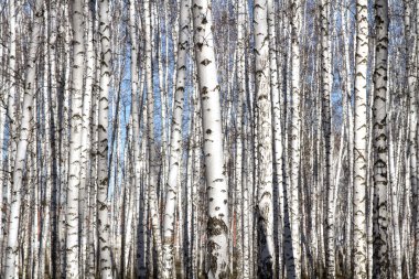 Huş ağacı orman bahar yaprakları olmadan