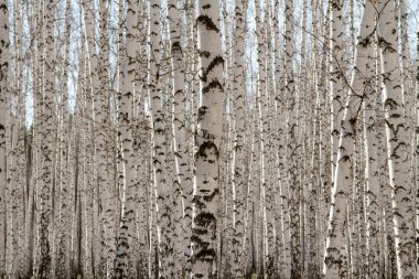 Huş ağacı orman bahar yaprakları olmadan