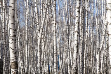 Huş ağacı orman bahar yaprakları olmadan