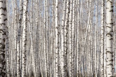 Huş ağacı orman bahar yaprakları olmadan