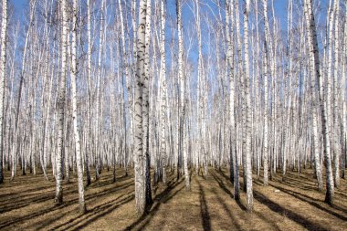 Huş ağacı orman bahar yaprakları olmadan