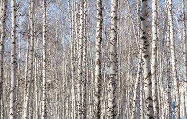 Huş ağacı orman bahar yaprakları olmadan