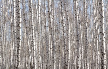 Huş ağacı orman bahar yaprakları olmadan