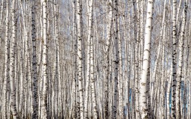 Huş ağacı orman bahar yaprakları olmadan
