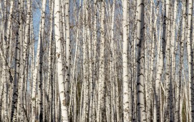 Huş ağacı orman bahar yaprakları olmadan