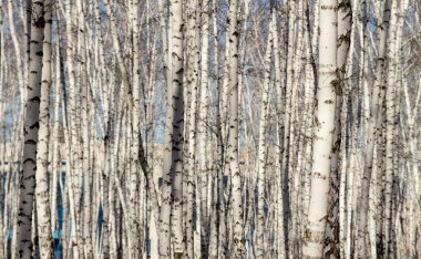 Huş ağacı orman bahar yaprakları olmadan