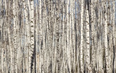 Huş ağacı orman bahar yaprakları olmadan