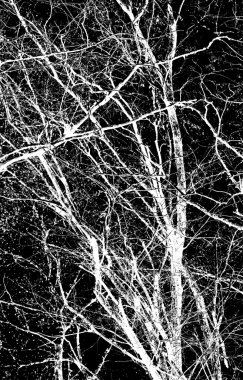 soyutlama, siyah arkaplanda beyaz ağaç dalları