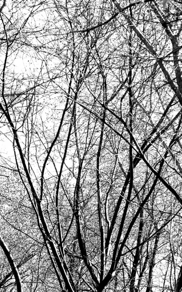 白い背景に木の枝があり — ストック写真