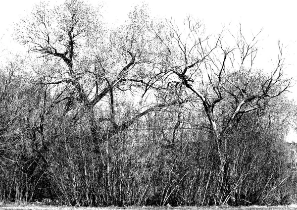 Branches d'arbres sur fond blanc — Photo