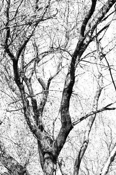 白い背景に木の枝があり — ストック写真