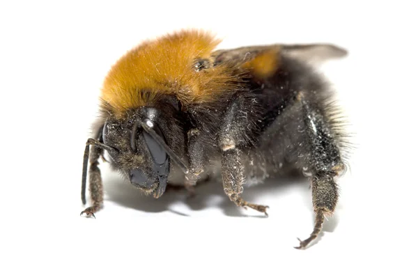 Insekt, Hummel auf weißem Hintergrund mit Schatten — Stockfoto