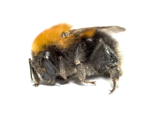 Insect, bumble bee on a white background with shadow — Stock Photo, Image