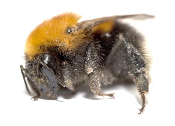 Insekt, Hummel auf weißem Hintergrund mit Schatten — Stockfoto