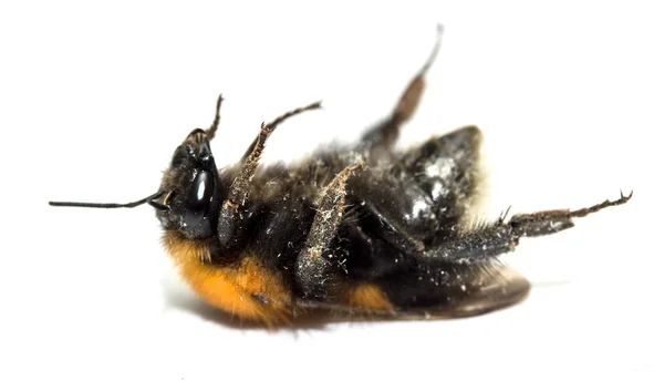 Insecto, abejorros sobre un fondo blanco con sombra —  Fotos de Stock