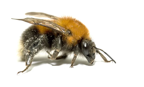 Insekt, Hummel auf weißem Hintergrund mit Schatten — Stockfoto