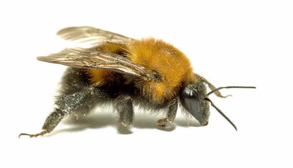 Insecto, abejorros sobre un fondo blanco con sombra —  Fotos de Stock