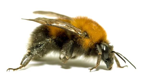 Insect, bumble bee on a white background with shadow — Stock Photo, Image