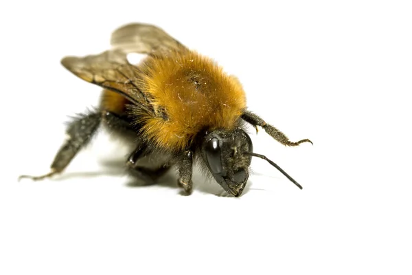 Insekt, Hummel auf weißem Hintergrund mit Schatten — Stockfoto