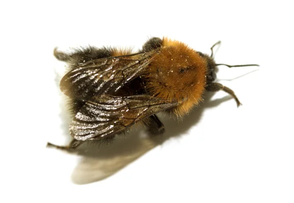 Insecto, abejorros sobre un fondo blanco con sombra —  Fotos de Stock