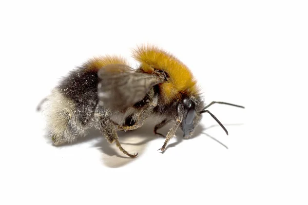 Insecten, bumble bee op een witte achtergrond met schaduw — Stockfoto