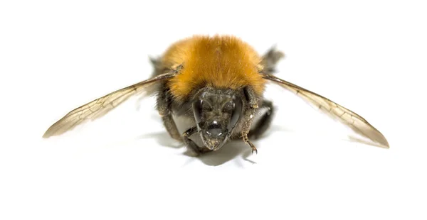 Insect, bumble bee on a white background with shadow — Stock Photo, Image