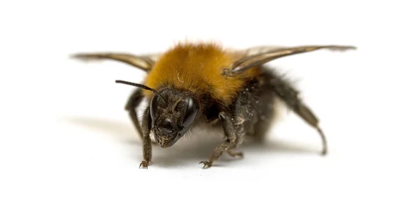 Insect, bumble bee on a white background with shadow — Stock Photo, Image