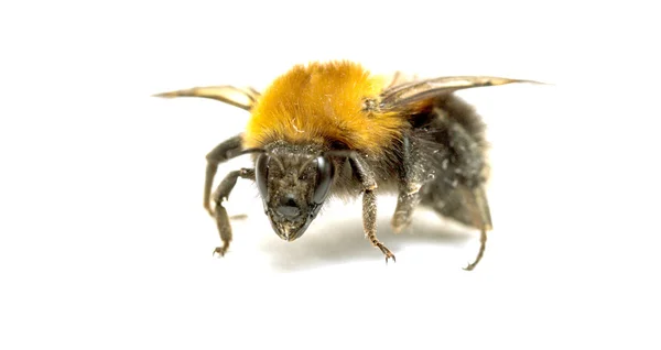 Inseto, abelha esburacada em um fundo branco com sombra — Fotografia de Stock
