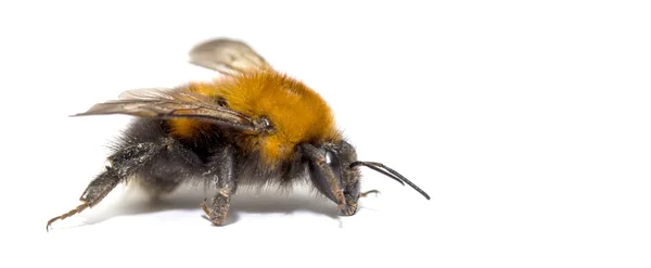 Insect, bumble bee on a white background with shadow — Stock Photo, Image