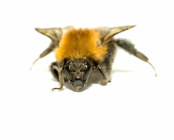 Insecto, abejorros sobre un fondo blanco con sombra —  Fotos de Stock