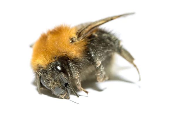 Insekt, Hummel auf weißem Hintergrund mit Schatten — Stockfoto