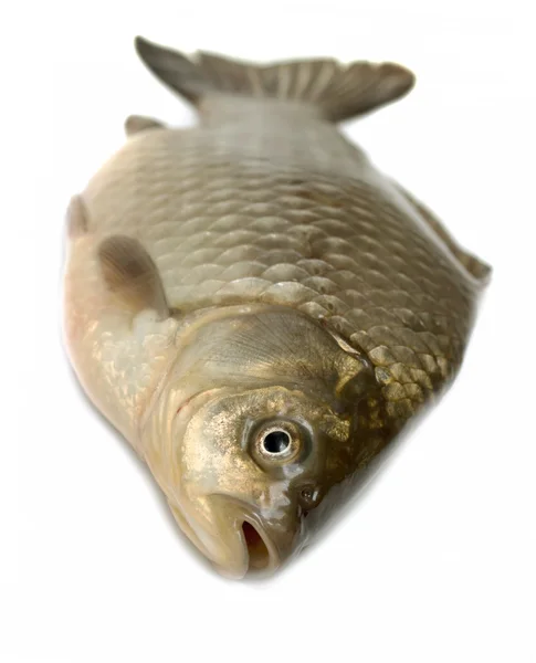 Live fish crucian isolated on white — Stock Photo, Image