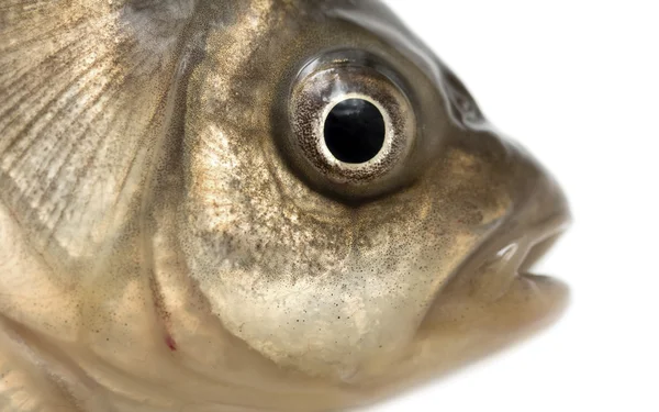 Crucian poisson vivant isolé sur blanc — Photo