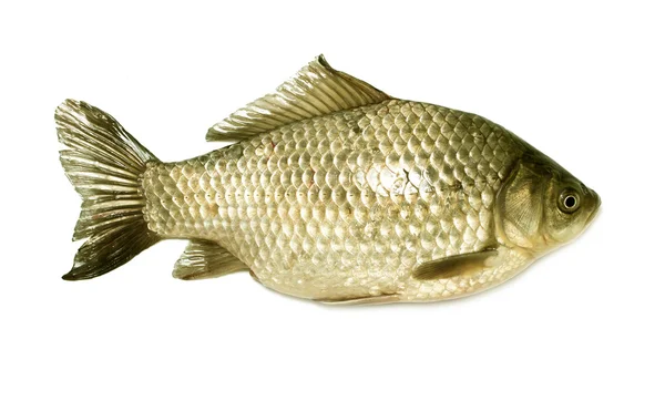 Canlı balık havuz üzerinde beyaz izole — Stok fotoğraf