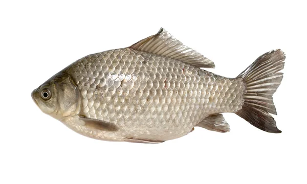Canlı balık havuz üzerinde beyaz izole — Stok fotoğraf
