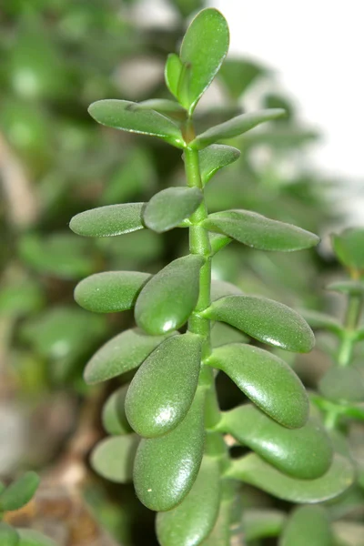 Soldi albero pianta d'appartamento — Foto Stock