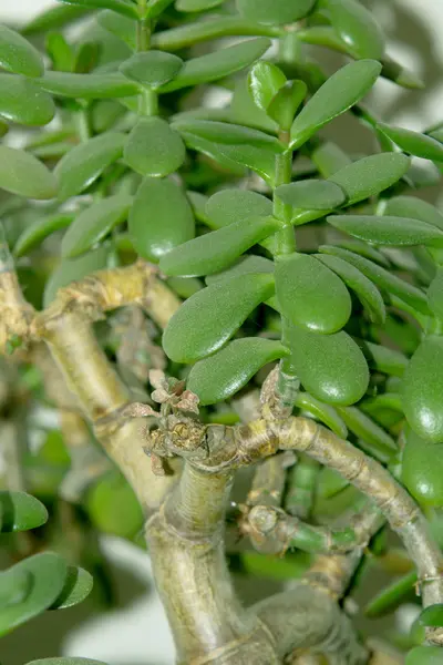 Soldi albero pianta d'appartamento — Foto Stock