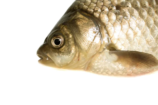 Жива риба жорстока ізольована на білому — стокове фото