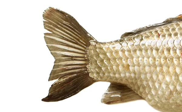 Crucian peixes vivos isolados em branco — Fotografia de Stock