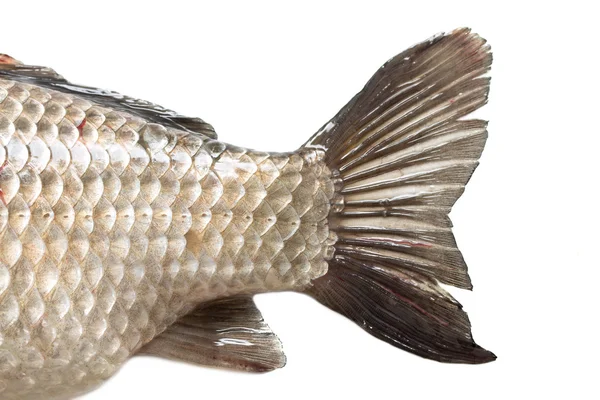 Crucian peixes vivos isolados em branco — Fotografia de Stock