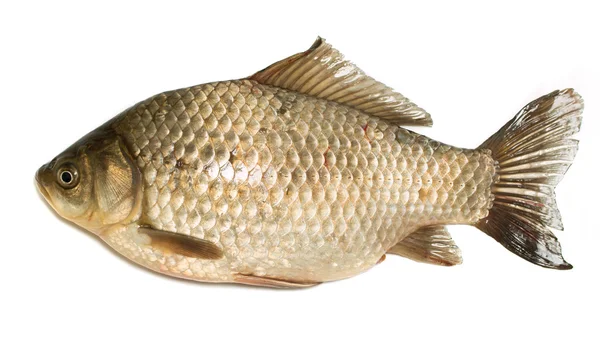 Żywe ryby Karaś na białym tle — Zdjęcie stockowe