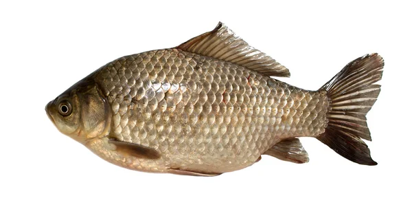Żywe ryby Karaś na białym tle — Zdjęcie stockowe