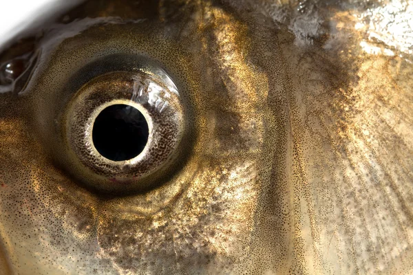 Жива риба жорстока ізольована на білому — стокове фото