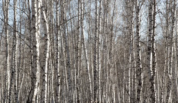 葉のない白樺の森の春 — ストック写真